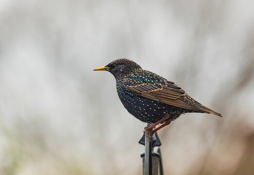 European starling perched on a metal post with a blurred background