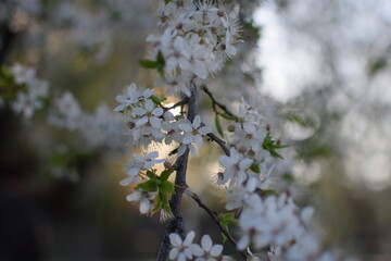 Spring Awakening: Blooming Branches in Soft Light