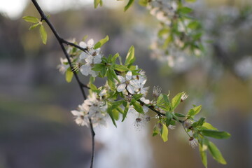 Spring Awakening: Blooming Branches in Soft Light