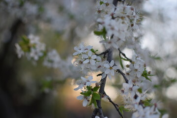 Spring Awakening: Blooming Branches in Soft Light