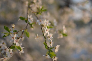 Spring Awakening: Blooming Branches in Soft Light