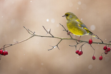 European greenfinch Chloris chloris or common green finch songbird small yellow bird on blurry background winter time Poland Europe