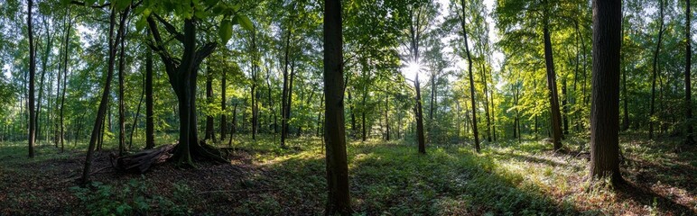 Fototapeta premium Early autumn provides a stunning setting for the picturesque scenery of the dark green beech forest, where mighty tree trunks are on full display, highlighting the importance of pure nature, ecology