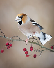 Hawfinch Coccothraustes coccothraustes amazing bird perched on hawthorn tree blurred background Poland Europe