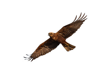 flying Bird of prey Marsh Harrier Circus aeruginosus isolated on white background
