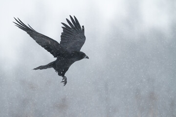 beautiful Common raven Corvus corax flying black bird North Poland Europe winter time snowy meadow