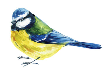 Obraz premium blue tit birds watercolor painting set hand painted wildlife illustration isolated on white background for prints, decor