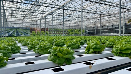 greenhouse with bio plants, germany