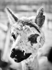 close up, portrait of a white Lama
