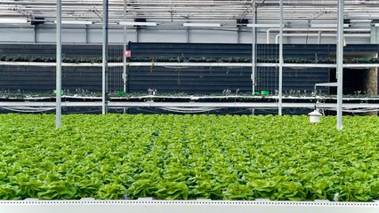 fresh green bio lettuce, germany