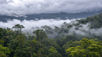 Obraz premium Majestic Lush Forest Landscape with Mist and Clouds in Background