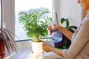 Plant care. Palm house plants sprayed from a bottle in the hand of a woman. Winter care for indoor...