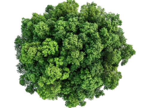 Isolated Aerial View of Lush Green Tree Canopy