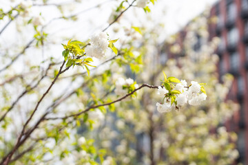 Blossoming tree in the garden