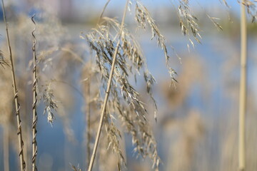 Fototapeta premium Golden Reeds by the Water: A Soft and Dreamy Nature Scene