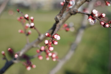 Spring Awakening: Blooming Branches in Soft Light