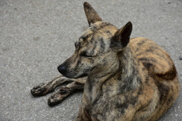 Portrait of a spotted dog taking a nap in the heat on the street. North Vietnam, February, 2025