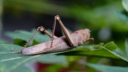 a grasshopper landed on a papaya leaf. Focus on the grasshopper's belly and legs