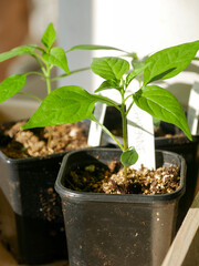 Chili and bell pepper seedlings in small pots. Vegetable plants sown indoors. Gardening, cultivation, horticulture. Growing under grow lights. 