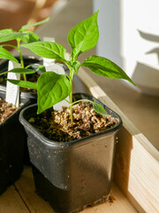 Chili and bell pepper seedlings in small pots. Vegetable plants sown indoors. Gardening, cultivation, horticulture. Growing under grow lights. 