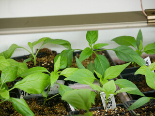 Chili and bell pepper seedlings in small pots. Vegetable plants sown indoors. Gardening, cultivation, horticulture. Growing under grow lights. 