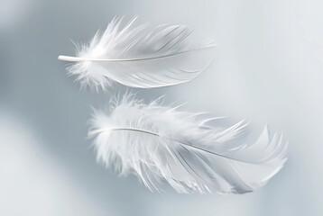 Obraz premium A minimalist background with a clean white surface and delicate feather