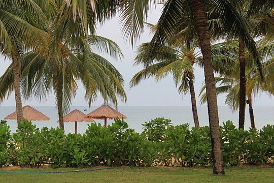 Cultivated lawn and sand beach with palms divited by cultivated line of Rhododendron plants. Location Phu Quoc island, southern Vietnam. January daylight sunshine. 