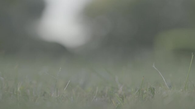 Citrus Fruit Orange In Green Grass Beats Golf Club Slow Motion. Slog3