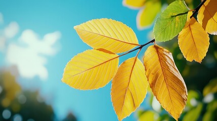 Obraz premium Art autumn sunny nature background