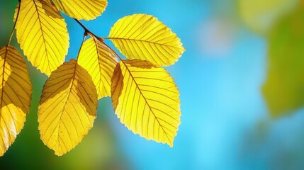 Yellow leaves on branches against a bright blue sky with scattered clouds in the background