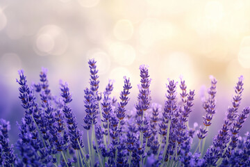 Obraz premium Lavender fields in a dreamy blurred texture, creating a smooth and relaxing wallpaper with copy space. Soft warm lighting. Nature-inspired background. 