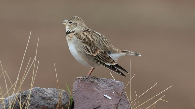 Calandra Lark, Melanocorypha calandra, singing bird