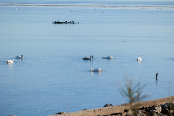 cigni bianchi mentre nuotano e si muovo nell'acqua di un mare calmo, di giorno, con bassa marea
