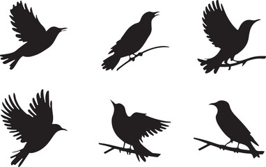 Fototapeta premium Starling silhouettes