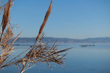 piante secche  tipo canneti di palude in primo piano con mare Adriatico, golfo di Trieste e colline lontane sullo sfondo sfuocato e cielo azzurro, di giorno, in inverno