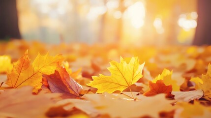 Beautiful Autumn Leaves on Forest Floor at Golden Sunset Light