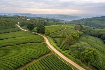 Fototapeta premium Aerial View of Serene Tea Plantations at Sunrise with Winding Pathway in Lush Green Hills