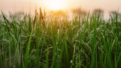Close-up of a green rice field as the sun sets. a close up of a rice fiel, The rice plants are beginning to bear ears.