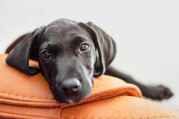 Cute black puppy looking at the camera closeup