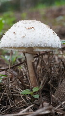 Macrolepiota procera, the toadstool with rings on its stem grows well in the wild. hunting for photos of mushrooms in nature