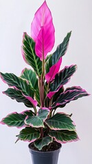 Pink Calathea plant pot indoor home decor