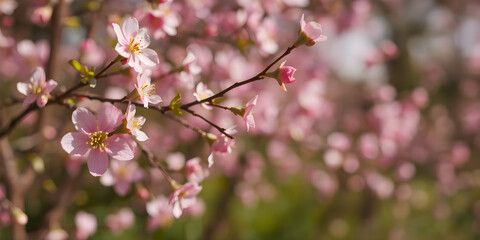 Fototapeta premium Spring background blur,holiday wallpaper.