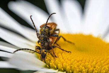 Macro Shot of Two Beetles Mating on a Daisy