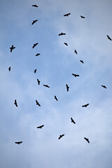 Birds soaring in the blue sky. Ornithology. Spring migration of birds of prey. Silhouette. Wildlife. Animal. Nature.