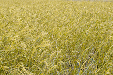 Golden rice field in sunlight