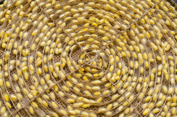 Textured Yellow cocoons Silkworm with spiral pattern