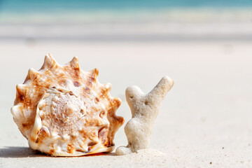 Large seashell rests on a white sandy beach next to a piece of coral, with a blurred ocean background