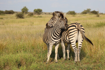 Naklejka premium Steppenzebra / Burchell's zebra / Equus quagga burchellii