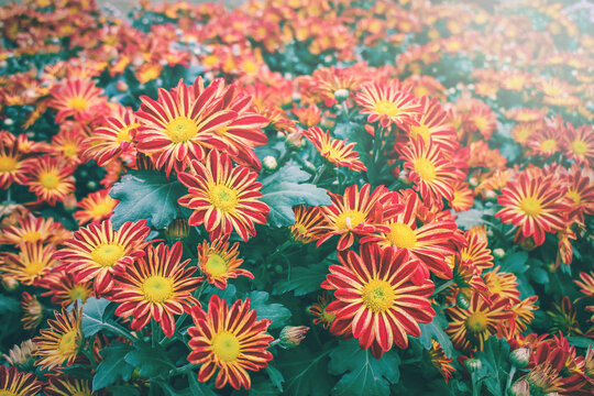 beautiful red and yellow chrysanthemum or Benjamas flowers in the garden