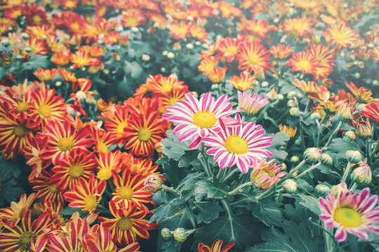 beautiful red and yellow chrysanthemum or Benjamas flowers in the garden